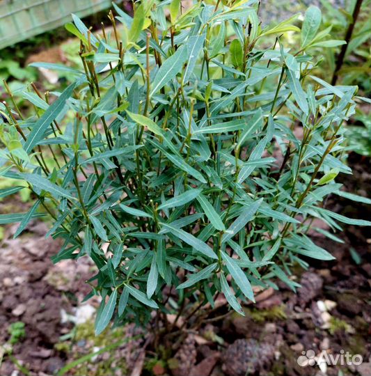 Продам/обменяю Иву Шаровидную