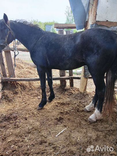 Лошади жеребцы