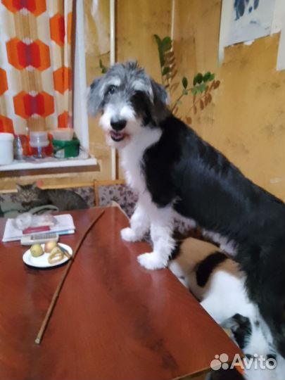 Степа ищет дом