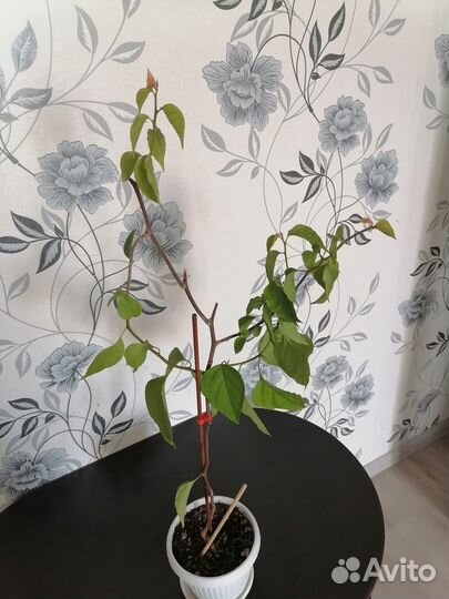 Бугенвиллия