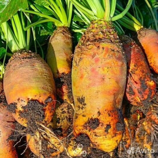 Свекла кормовая