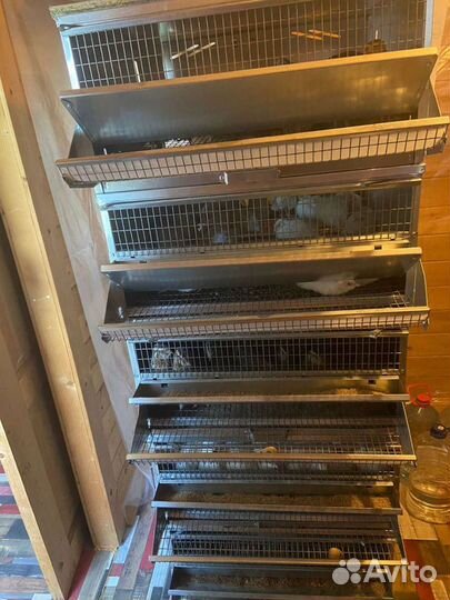 Инкубационные яйцо перепелов техас,фараон,селадон