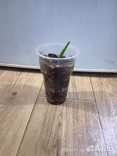 Монстера альба