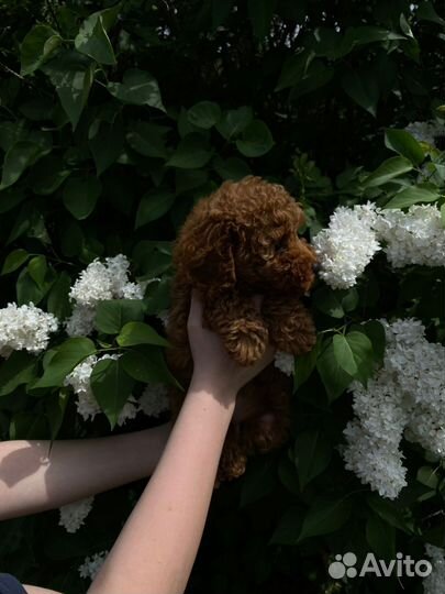 Той-пудель девочки