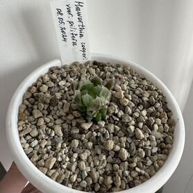 Haworthia cooperi pilifera