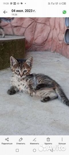 Котята в добрые руки