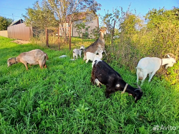 Козье молоко, куриные яйца