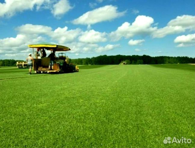 Рулонный газон