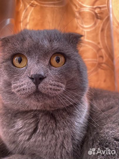 Шотландские прямоухие котята