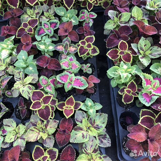 Редкие растения