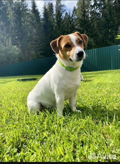 Щенок джек рассел терьер
