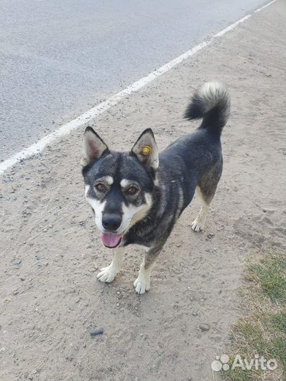 Лайка метис