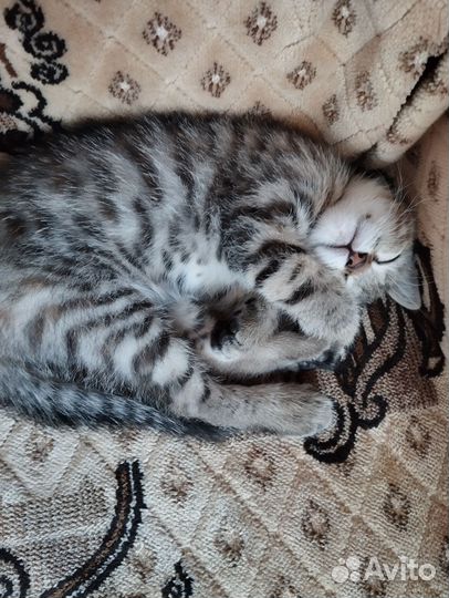 Кошечка