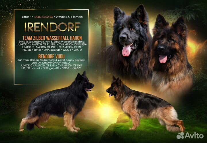 Щенки Немецкой овчарки длинношерстной