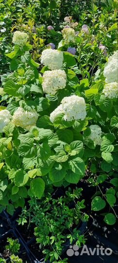 Гортензия древовидная анабель
