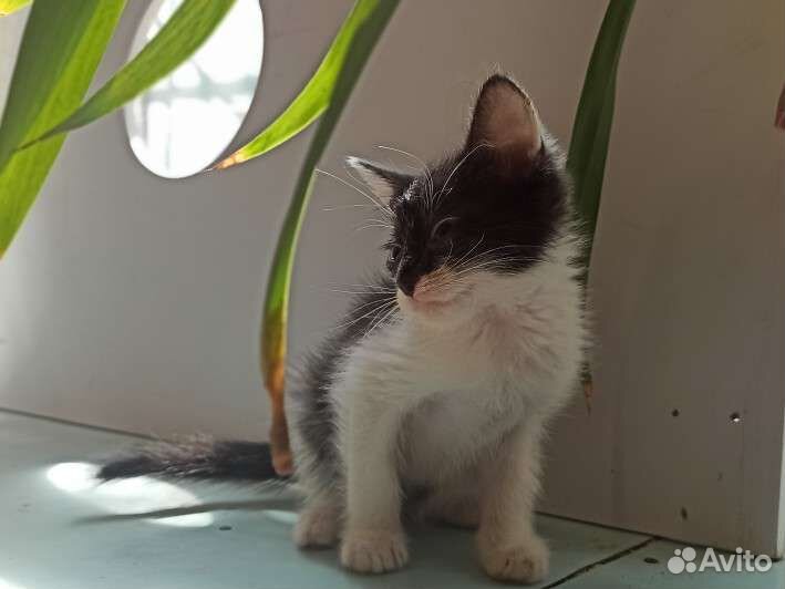 Котёнок мальчик