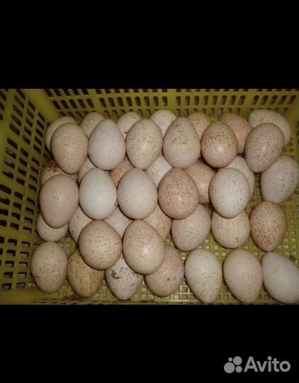 Индюшиное яйцо