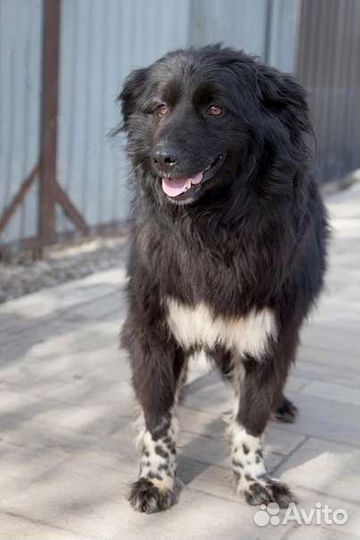 Собака Мишель в добрые руки