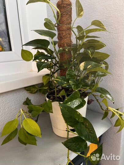 Эпипремнум (микс) Золотистый и Неон