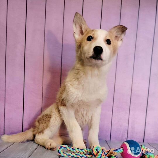 Щенок девочка ищет дом