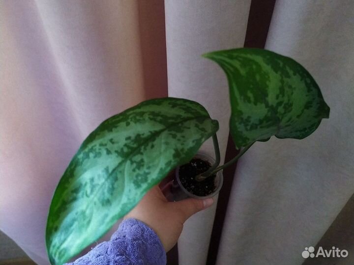Аглаонема Силвер квин