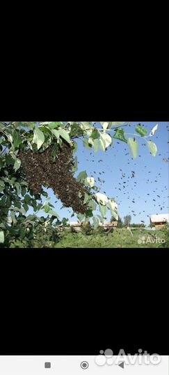 Сниму рой пчел