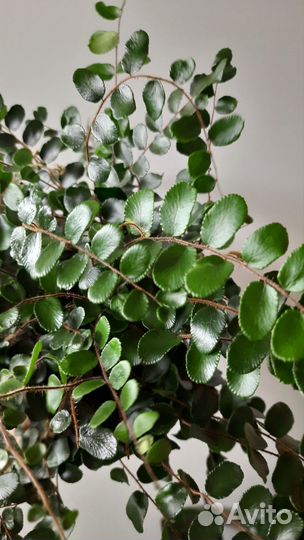 Папоротник Пиллея Круглолистная Ротундифолия