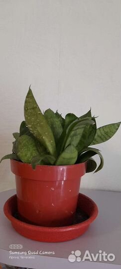 Хлорофитум кудрявый