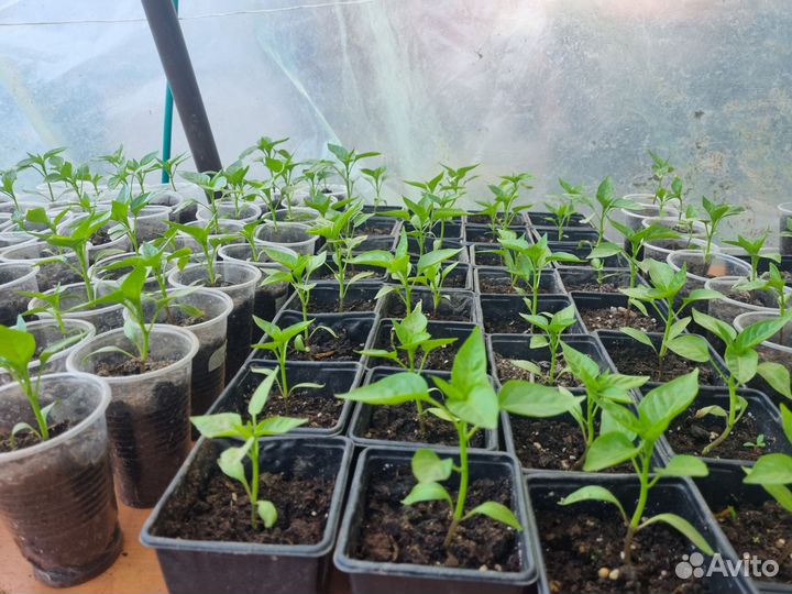 Рассада томатов, перцев, мяты, земляники