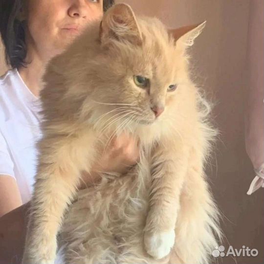 Кошка в дар