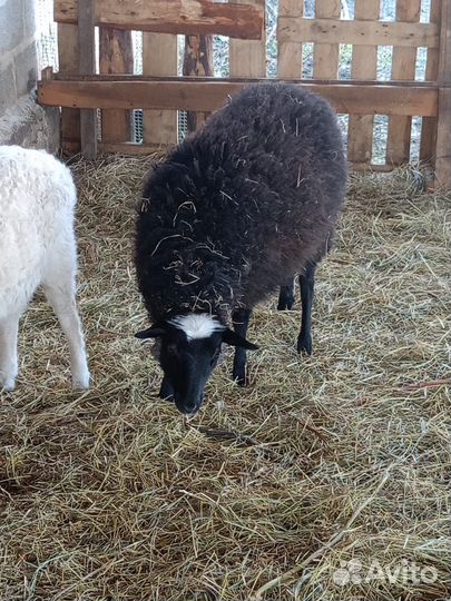 Овцы бараны ягнята