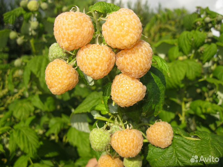 Саженцы желтой малины