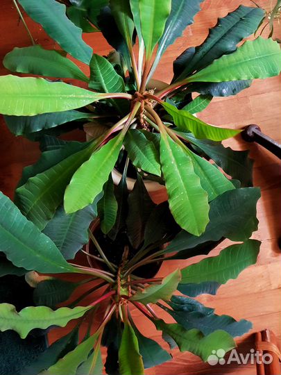 Молочай беложильчатый