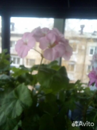 Пеларгония герань