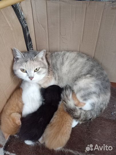 Котята в добрые руки