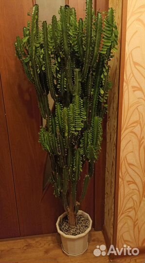 Молочай трехгранный