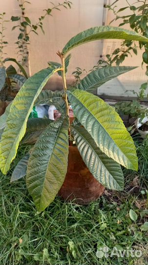 Мушмула японская саженцы