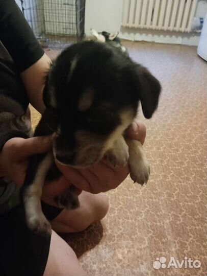 Отдам щенков в добрые руки бесплатно, все девчонки