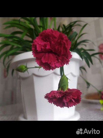 Комнатные цветы