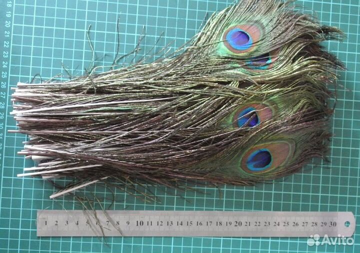 Перо павлина малое 30см