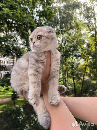 Голубое золото мальчик