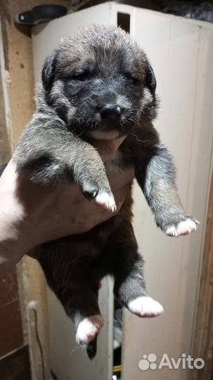 Собака, щенки