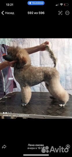 Щенки карликового пуделя нестандартного окраса