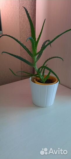 Алоэ столетнее