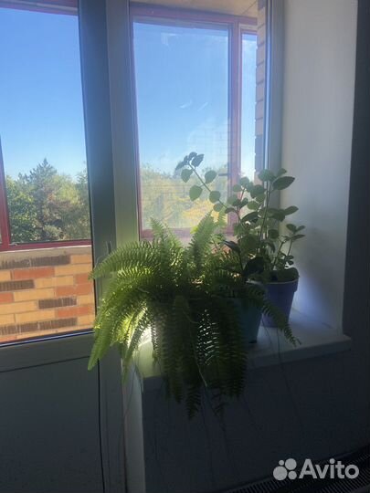 Домашние растения