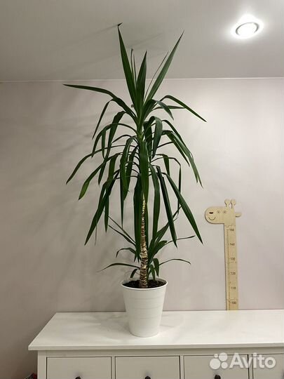 Пальма юкка