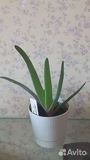 Алоэ складчатое Plicatilis