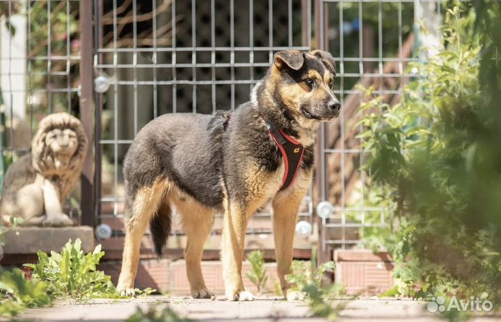 Рон в добрые руки