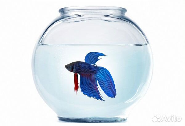 Аквариум с рыбкой, декором и кормом