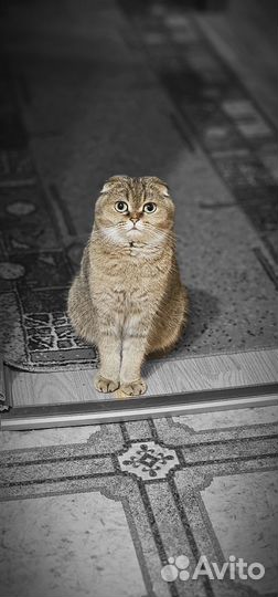 Отдам кошку в добрые руки